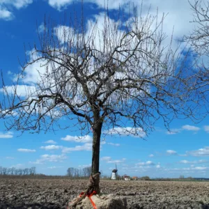 Eldense blauwe hoogstam pruimenboom