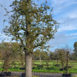 Legipont Handpeer Hoogstam