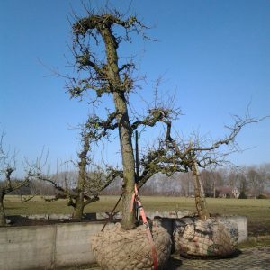 Beurre Alexander Lucas