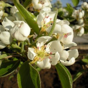 Beurre Alexander Lucas