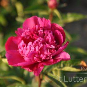 Pioenroos ‘Big Ben’