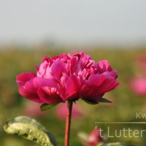 Pioenroos ‘Big Ben’