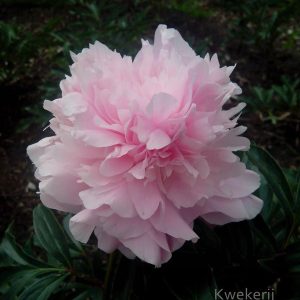 Pioenroos ‘Dinner Plate’