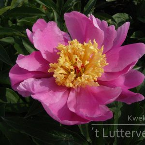 Pioenroos ‘Doreen’