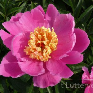 Pioenroos ‘Doreen’