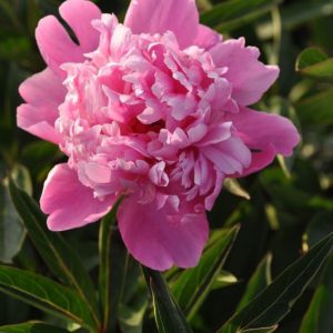 Pioenroos ‘Edulis supreme’