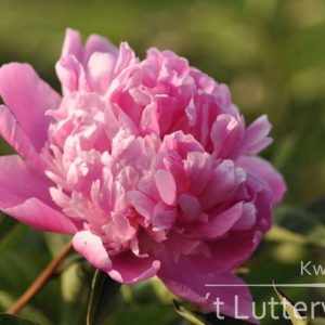 Pioenroos ‘Edulis supreme’