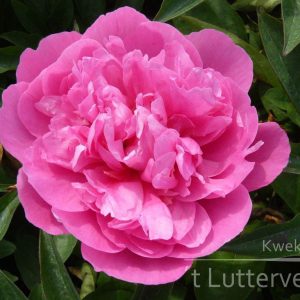 Pioenroos ‘Emma Klehm’