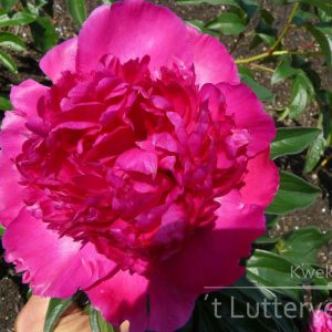 Pioenroos ‘Felix Crousse’