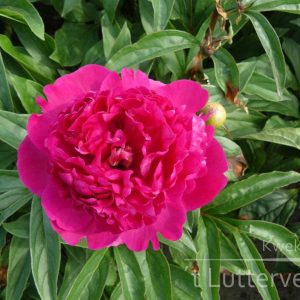 Pioenroos ‘Felix Crousse’