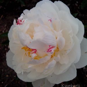 Pioenroos ‘Gardenia’