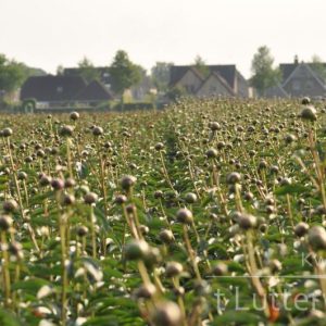 Pioenroos ‘Glory Halleluja’