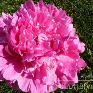 Pioenroos ‘Glory Halleluja’