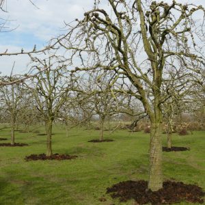 Hoogstam Winterrietpeer