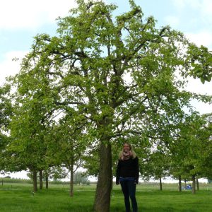 Hoogstam Winterrietpeer