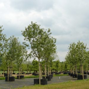 Hoogstam appelboom jong