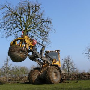 Hoogstam Perenboom Clapps Favourite