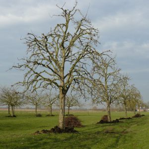 Hoogstam Perenboom Clapps Favourite