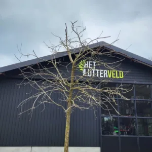 Pyrus Kampervenus perenboom hoogstam