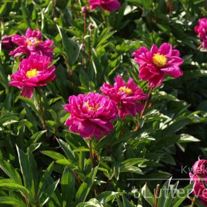 Pioenroos ‘Karl Rosenfield’