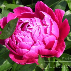 Pioenroos ‘Karl Rosenfield’