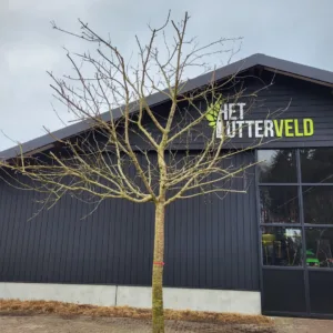 Malus Keuleman hoogstam