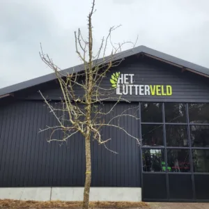 Pyrus knolpeer (winterbergamot) hoogstam