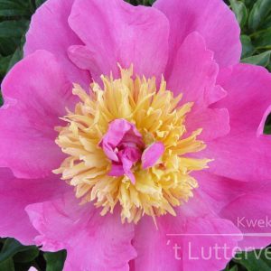 Pioenroos ‘Largo’