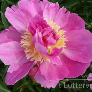 Pioenroos ‘Largo’