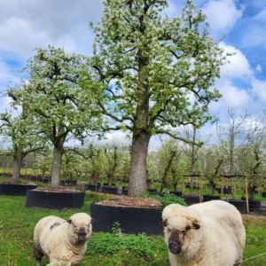 Legipont Handpeer Hoogstam