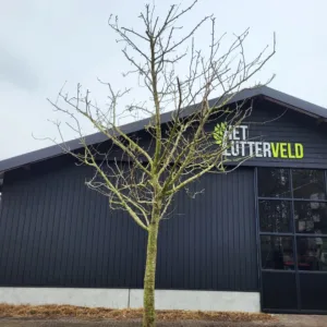 Malus Notarisappel hoogstam