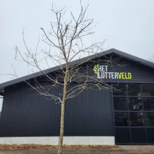 Malus Notarisappel hoogstam