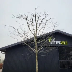 Malus Zomercitroen hoogstam