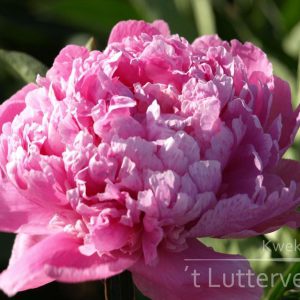 Pioenroos ‘Monsieur Jules Elie’