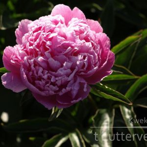 Pioenroos ‘Monsieur Jules Elie’