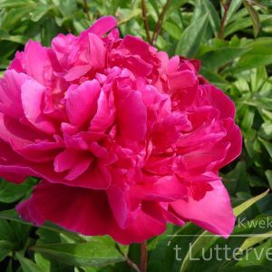 Pioenroos ‘Monsieur Martin Cahuzac’