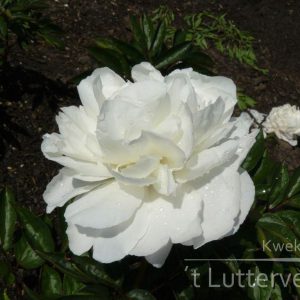 Pioenroos ‘Mothers choice’