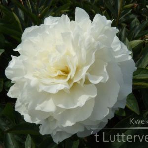 Pioenroos ‘Mothers choice’