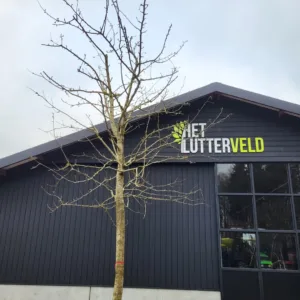 Nouveau poiteau perenboom hoogstam