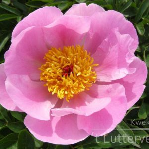 Pioenroos ‘Nymphe’