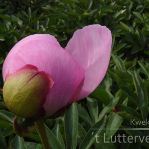 Pioenroos ‘Nymphe’