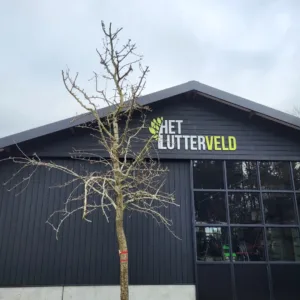 Pyrus oomskinder kruidenierspeer hoogstam