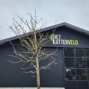 Pyrus Pondspeer hoogstam