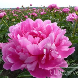 Pioenroos ‘Princess Margaret’