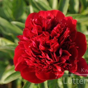 Pioenroos ‘Red Charm’