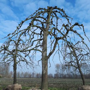 Hoogstam Perenboom Saint Remy