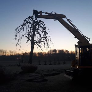 Hoogstam Perenboom Saint Remy