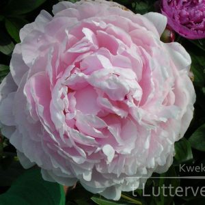 Pioenroos ‘Sarah Bernhardt’