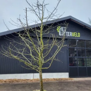 Malus Schone van Boskoop halfstam