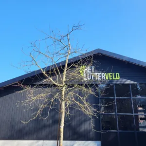 Malus Spaanse Gulderling hoogstam